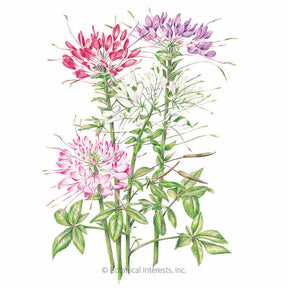 Botanical Interests, Inc. - Cleome Fountain Blend Seeds