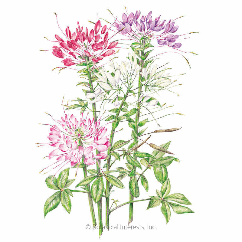 Botanical Interests, Inc. - Cleome Fountain Blend Seeds