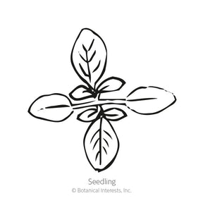 Botanical Interests, Inc. - Cleome Fountain Blend Seeds
