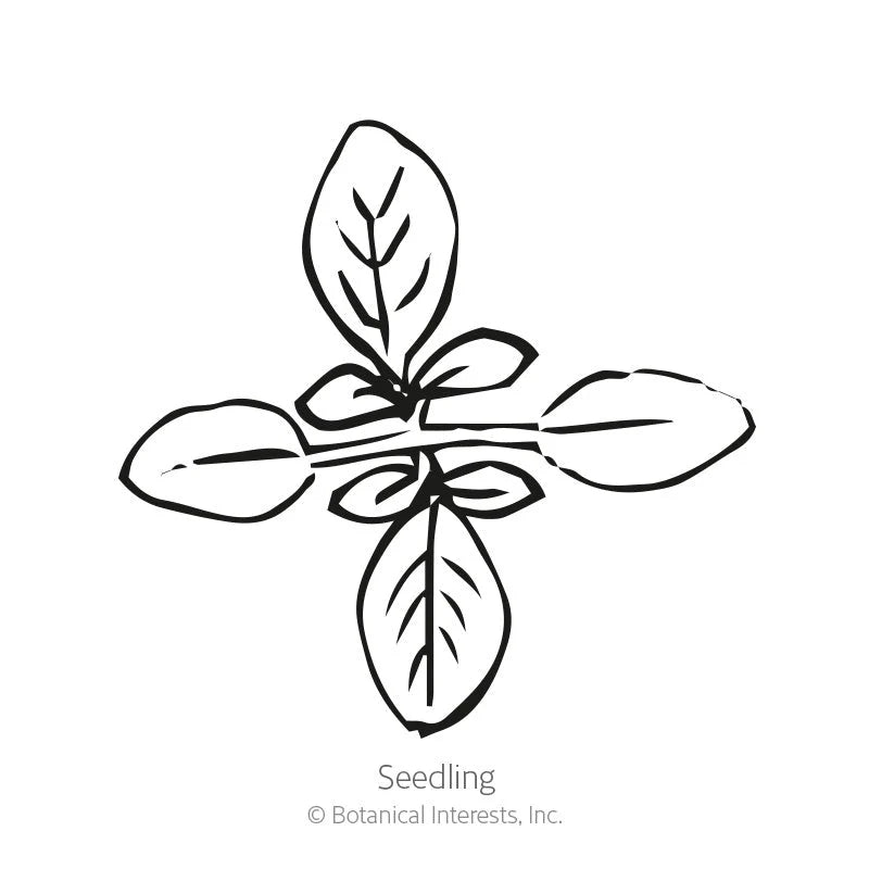 Botanical Interests, Inc. - Cleome Fountain Blend Seeds