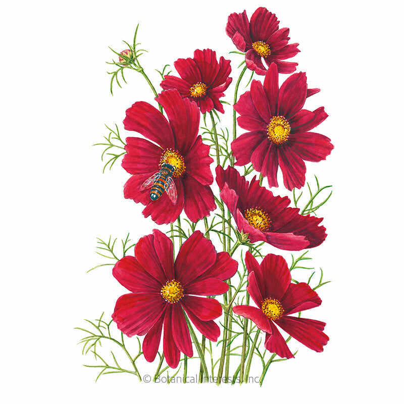 Botanical Interests, Inc. - Cosmos Rubenza Seeds - Southern Agriculture 