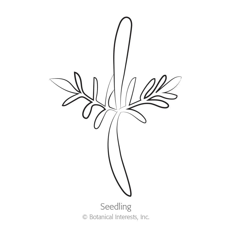 Botanical Interests, Inc. - Cosmos Xanthos Seeds