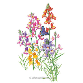 Botanical Interests, Inc. - Linaria Fairy Bouquet Seeds