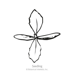 Botanical Interests, Inc. - Linaria Fairy Bouquet Seeds