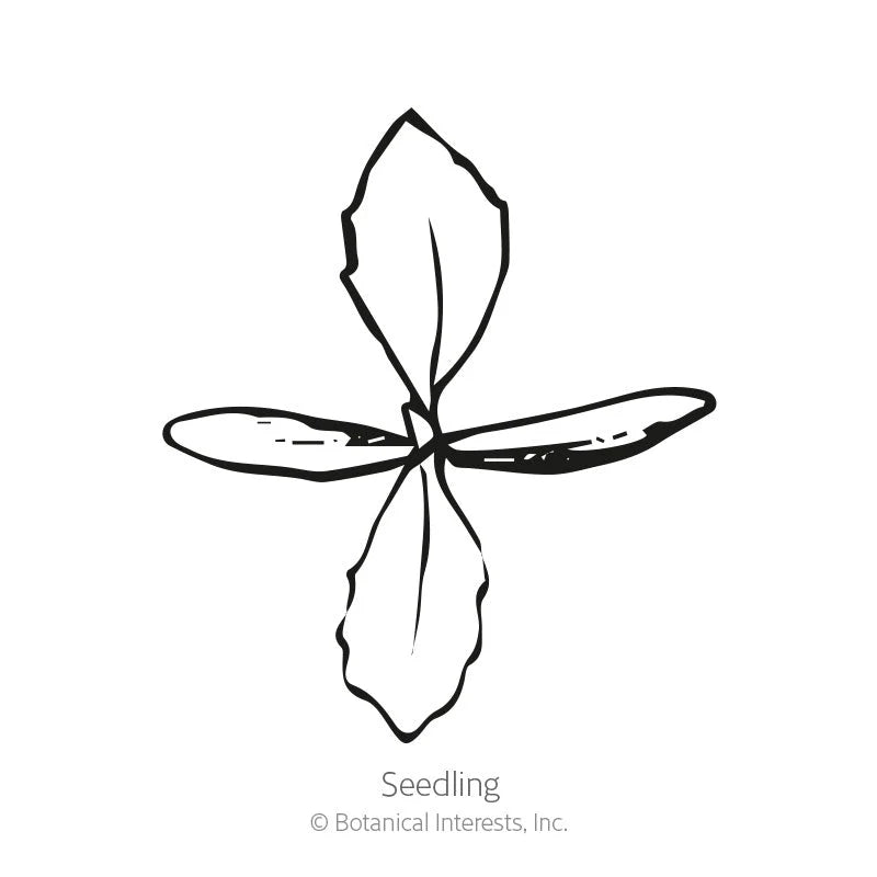 Botanical Interests, Inc. - Linaria Fairy Bouquet Seeds