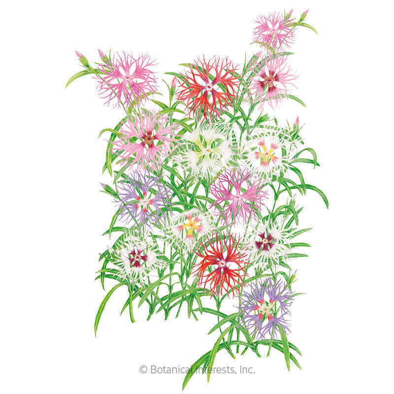 Botanical Interests, Inc. - Cottage Pinks Rainbow Loveliness Seeds