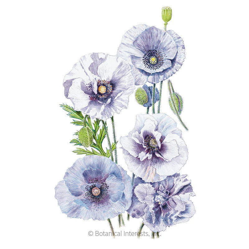 Botanical Interests, Inc. - Poppy Corn Amazing Gray Seeds