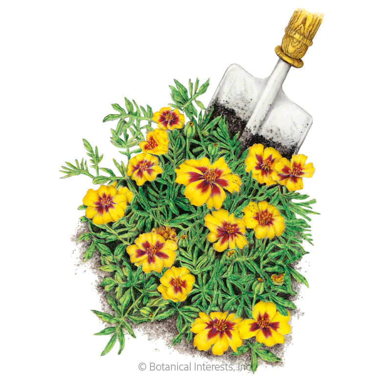 naughty marietta marigold seeds Botanical Interests, Inc