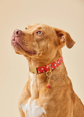 Dog Collar Berry Sweet