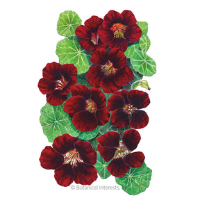 Nasturtium Black Velvet Seeds