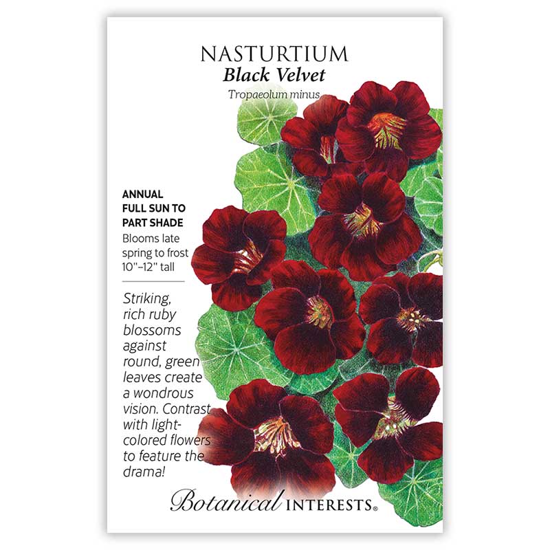 Nasturtium Black Velvet Seeds