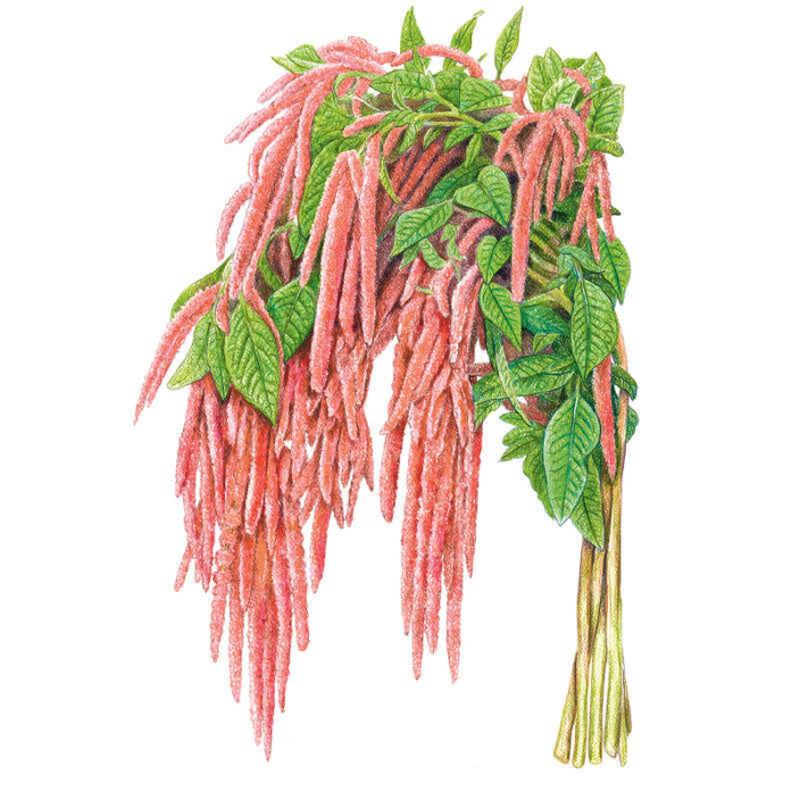 Botanical Interests, Inc. - Amaranth Coral Fountain Annual