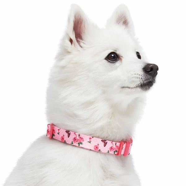 Butterfly and Rose Petal | Paws Floral Dog Collar