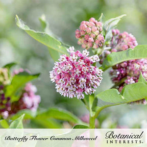 Milkweed Common Seeds