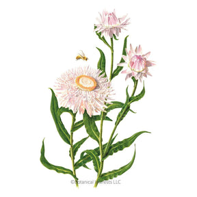Botanical Interests, Inc. - Strawflower King Size Silvery Seeds