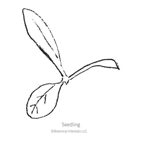 Botanical Interests, Inc. - Strawflower King Size Silvery Seeds