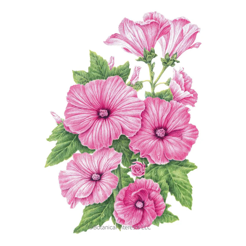 Pink Rose Mallow Seeds