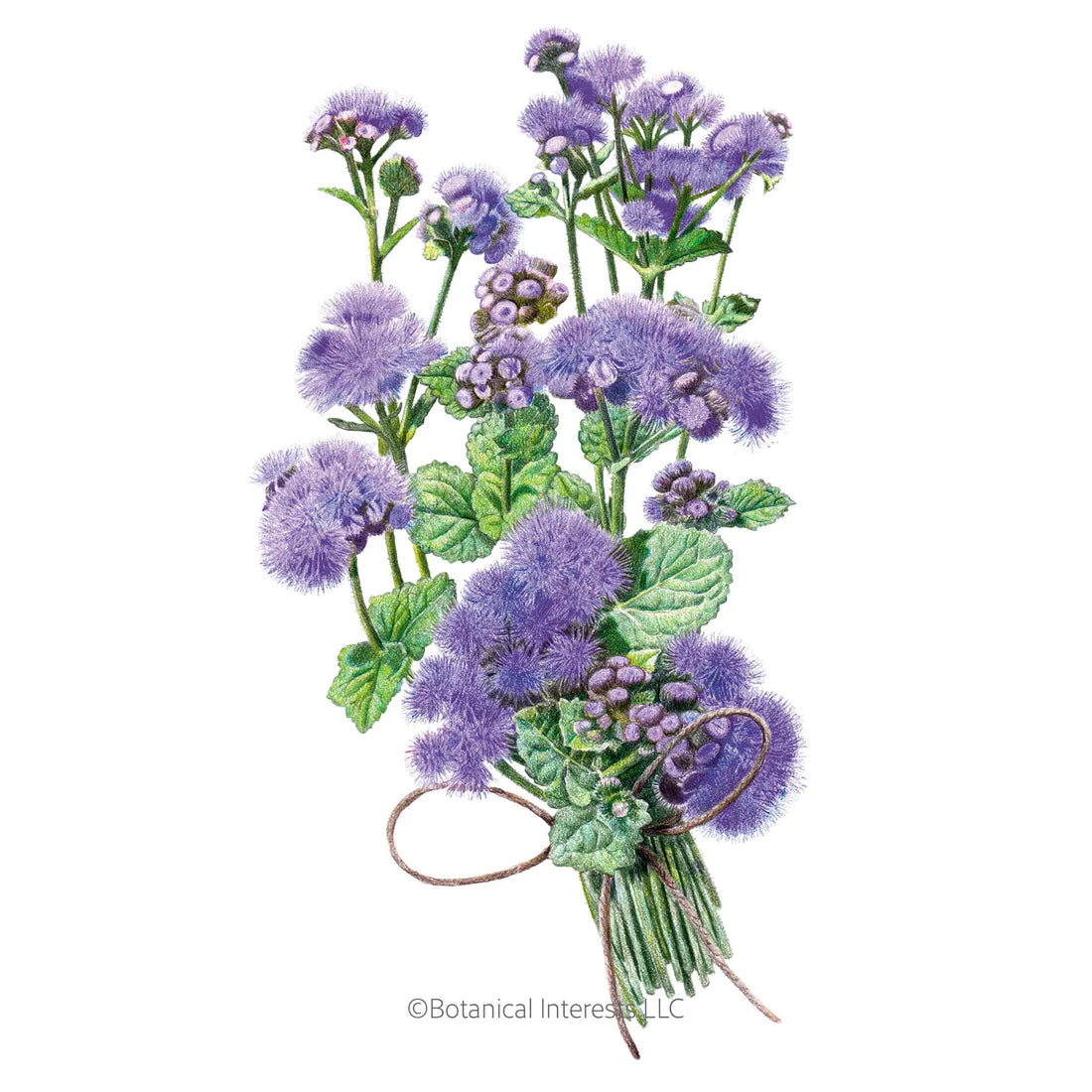 Botanical Interests, Inc. - Ageratum Blue Planet Hybrid Seeds