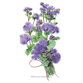 Botanical Interests, Inc. - Ageratum Blue Planet Hybrid Seeds