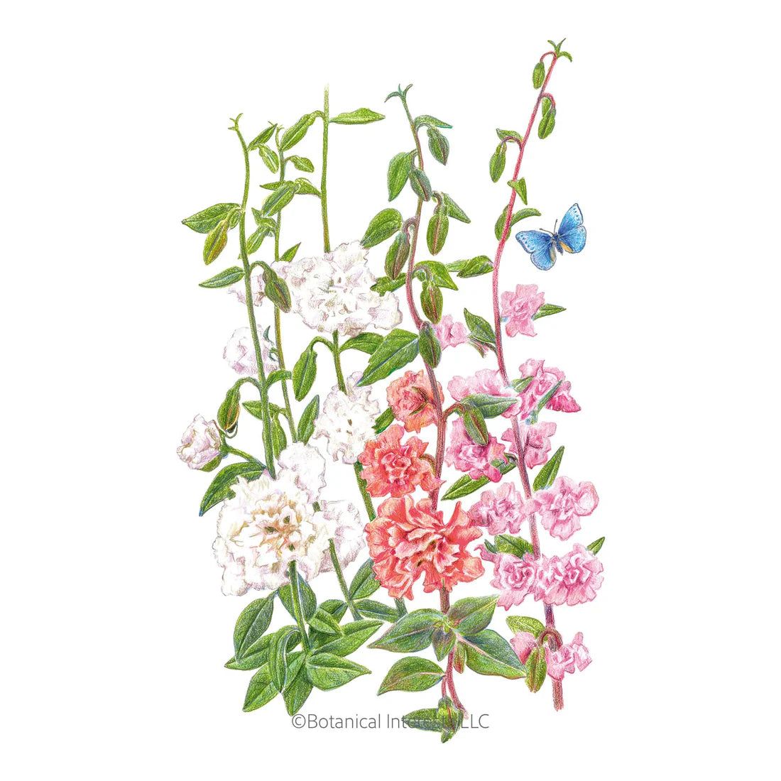 Botanical Interests, Inc. - Clarkia Rosy Cheek to Cheek Seeds