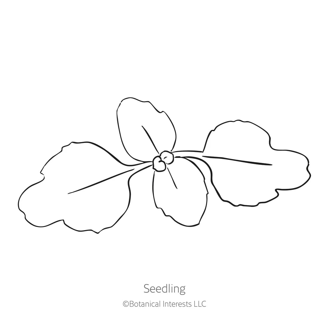 Botanical Interests, Inc. - Clarkia Rosy Cheek to Cheek Seeds