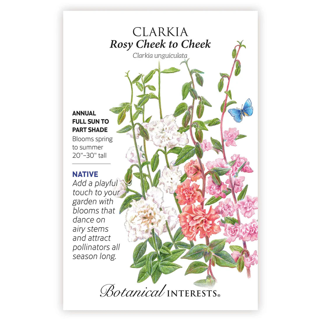 Botanical Interests, Inc. - Clarkia Rosy Cheek to Cheek Seeds