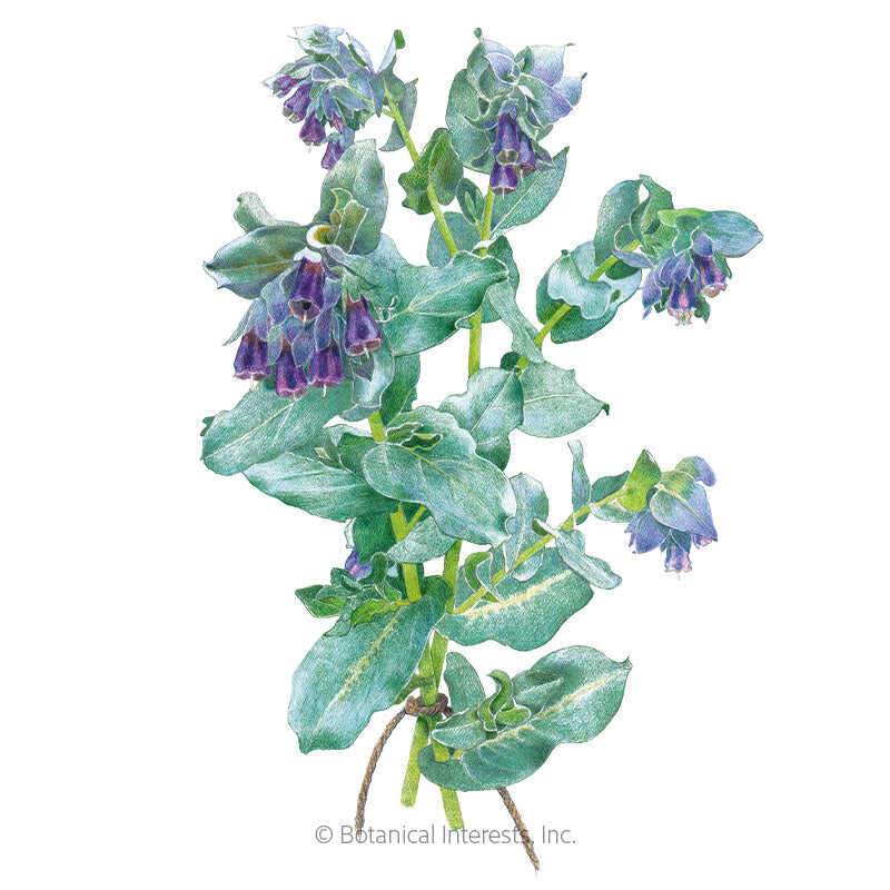Botanical Interests, Inc. - Honeywort Purple Tear Seeds - Southern Agriculture 