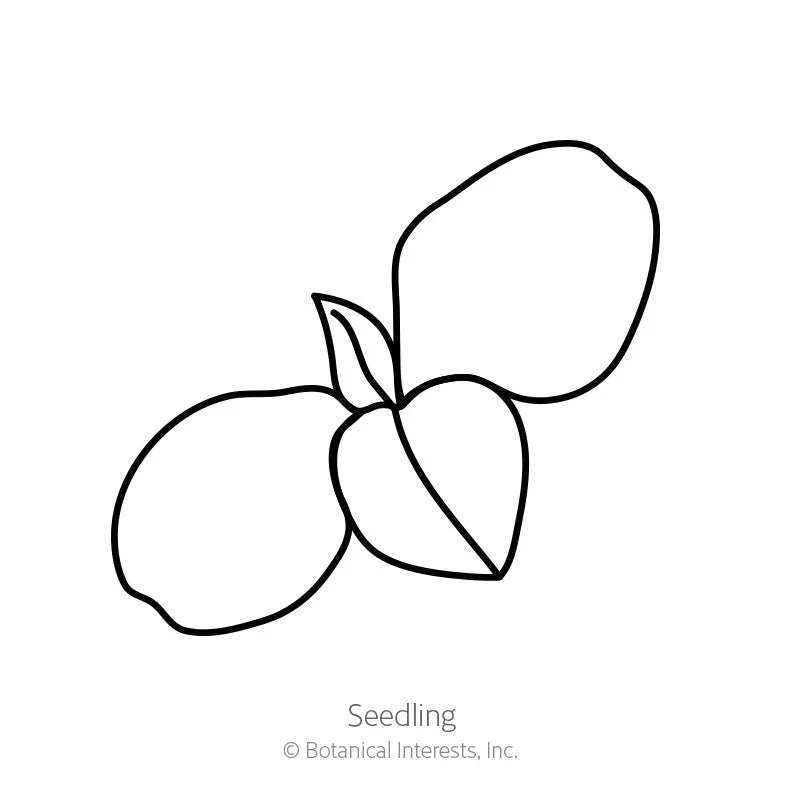 Botanical Interests, Inc. - Honeywort Purple Tear Seeds - Southern Agriculture 