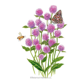 Lavender Lady Gomphrena Seeds