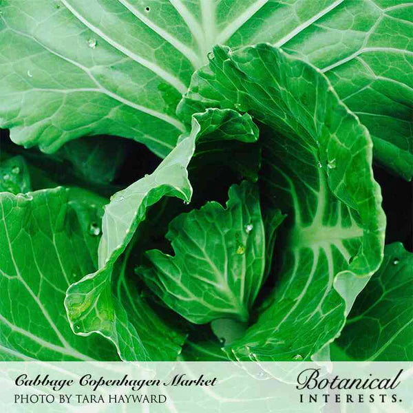 Cabbage Copenhagen Market Seeds