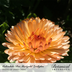 Calendula Zeolights-Pot Marigold Organic