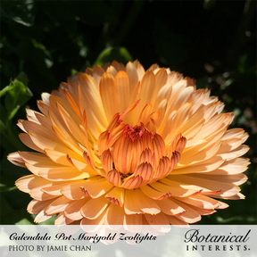 Botanical Interests, Inc. - Zeolights Calendula Seeds