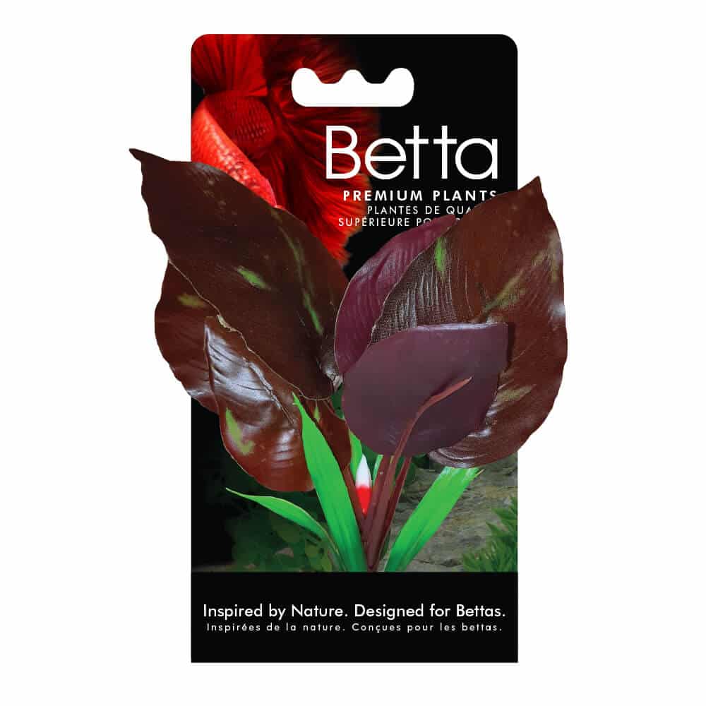 Betta Red Lizard's Tail Plant