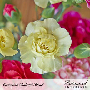 Botanical Interests, Inc. - Carnation Chabaud Blend Seeds - Southern Agriculture 