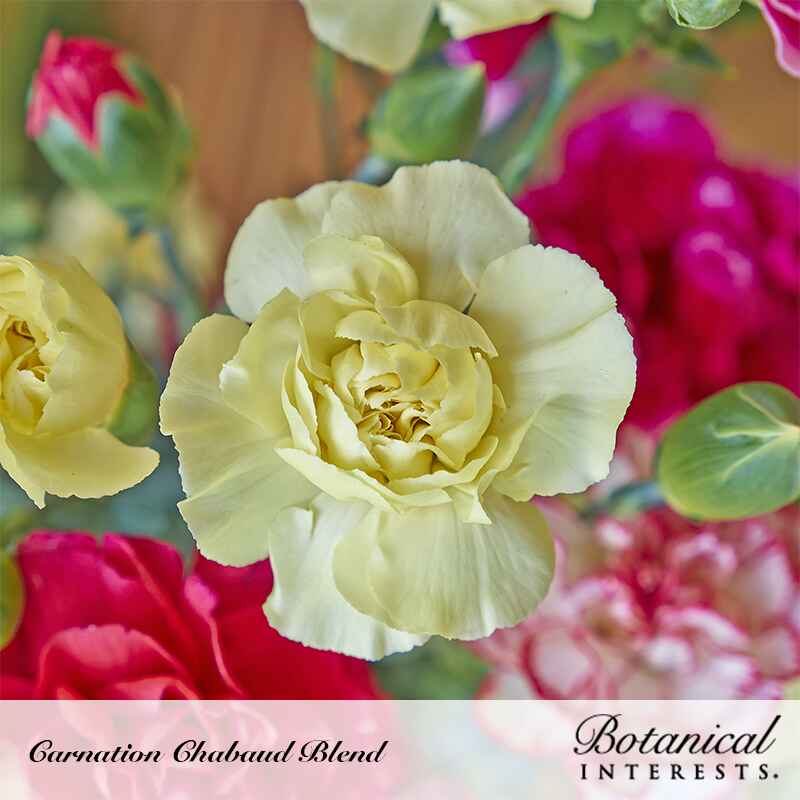 Botanical Interests, Inc. - Carnation Chabaud Blend Seeds - Southern Agriculture 