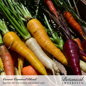 Botanical Interests, Inc. - Carnival Blend Carrot Seeds