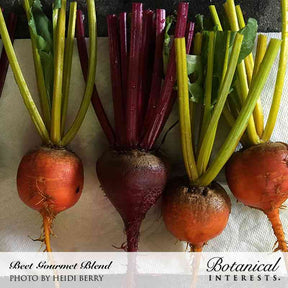 Botanical Interests, Inc. - Gourmet Blend Beet