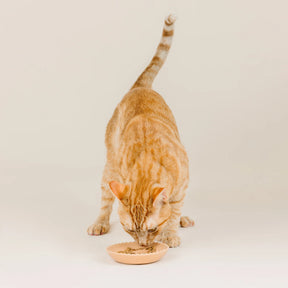 Petshop by Fringe Studio - Cat Saucer Scalloped Brown