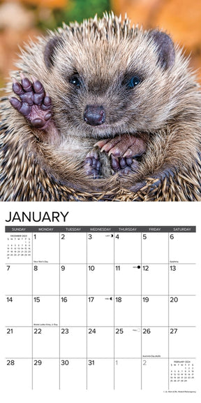 2024 Hedgehogs Calendar