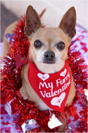 FunDog Bandanas - Dog Bandana My Furry Valentine