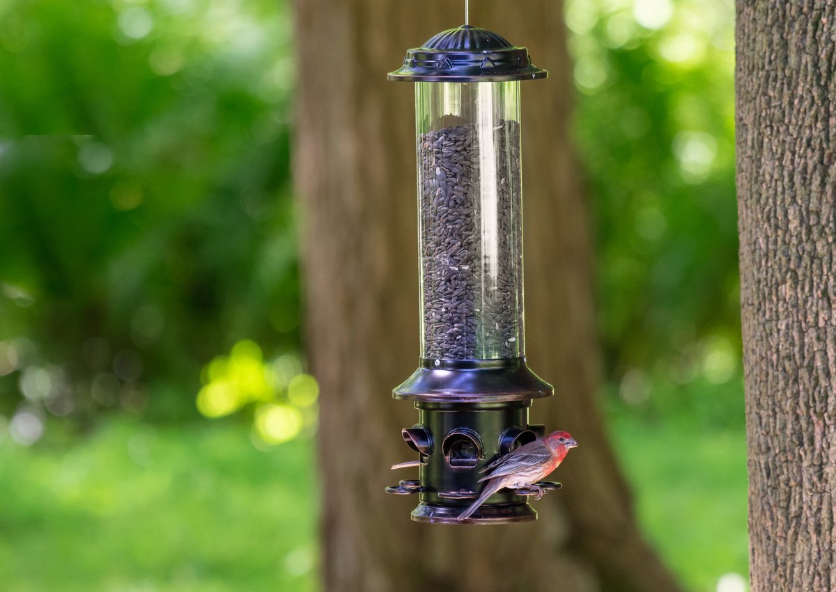 Classic Brands - Squirrel Proof Bird Feeder X5