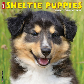 2024 Sheltie Puppies Calendar
