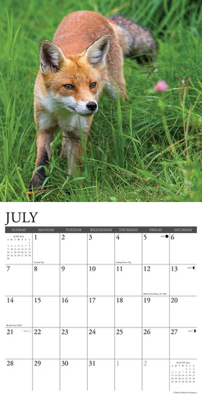 2024 Foxes Calendar