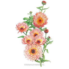 Botanical Interests, Inc. - Zeolights Calendula Seeds