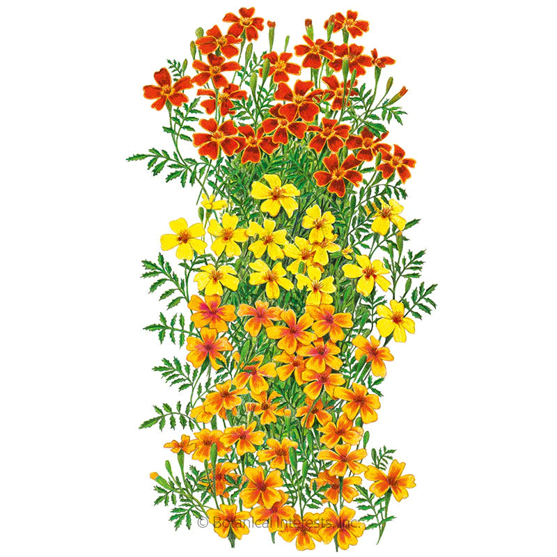 Marigold Signet Gem Blend Organic Seeds