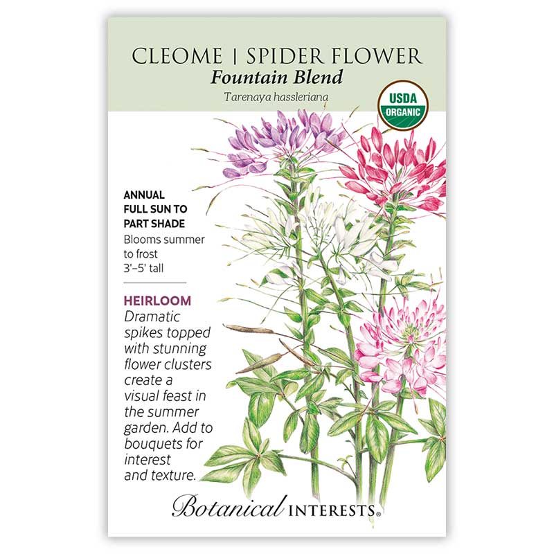 Botanical Interests, Inc. - Cleome Fountain Blend Seeds