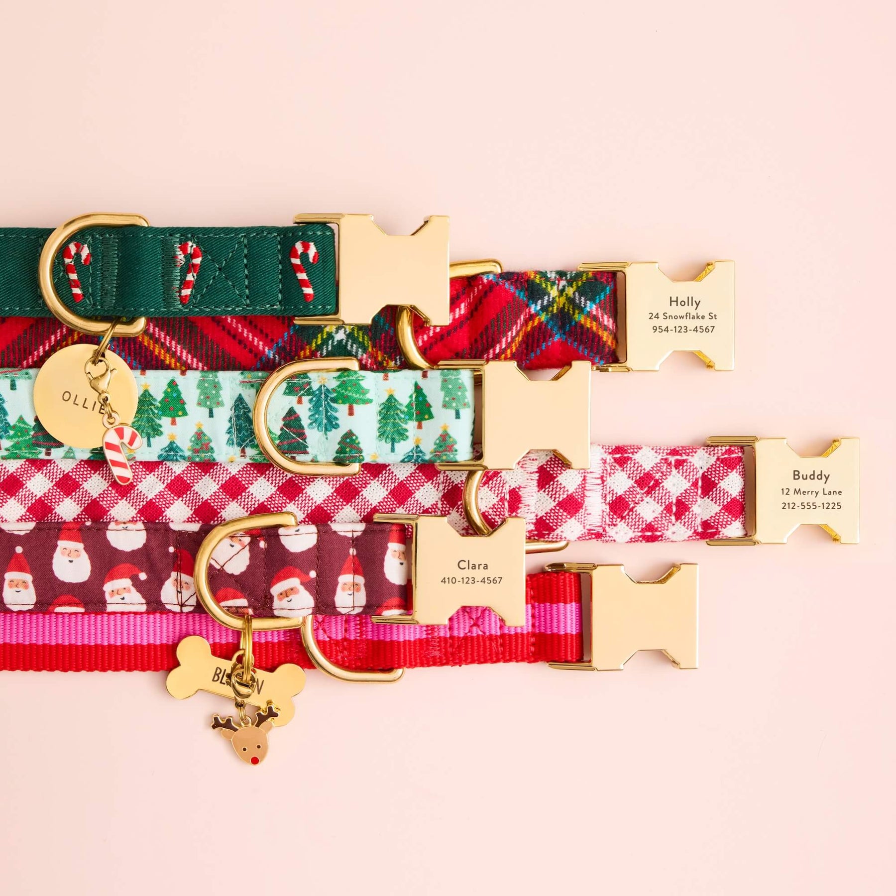 The Foggy Dog - Dog Collar Charlotte Stripped