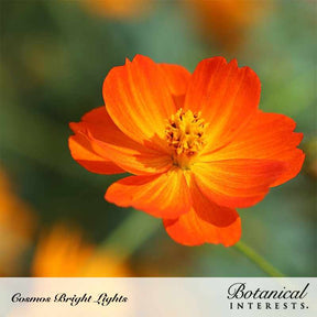 Botanical Interests, Inc. - Cosmos Bright Lights Blend Seeds
