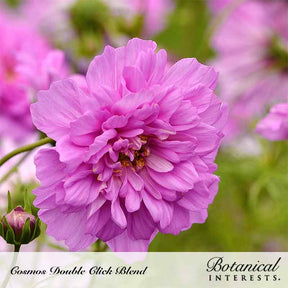 Botanical Interests, Inc. - Cosmos Double Click Blend Seeds