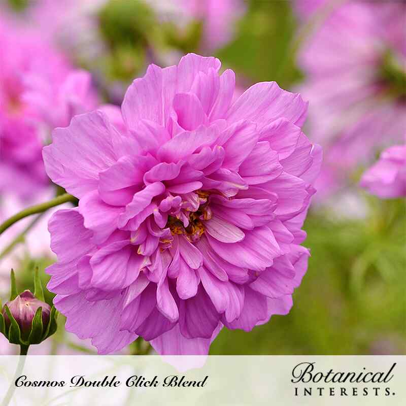 Botanical Interests, Inc. - Cosmos Double Click Blend Seeds